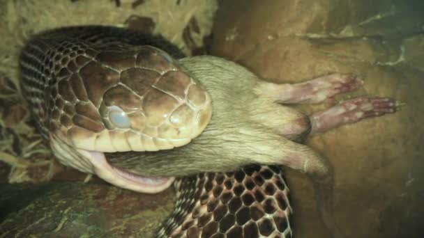 Un serpente rapace che cerca di ingoiare un topo completo. — Video Stock