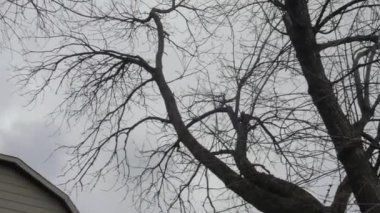 Bulutlu gökyüzüne karşı yapraksız ağaç dalları