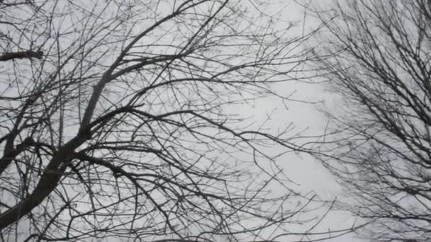 Bare leafless tree branches against cloudy sky — Stock Video