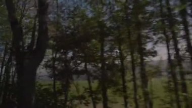 Yol kenarı ağaçları sürerken görünüm.