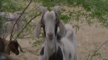 Kameraya bakan keçi portresi