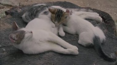Kediler ahşap bir kütükte birbirlerini rahatlatıyorlar.