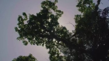 Parlayan ve güneşe karşı dimdik duran ağaçlar