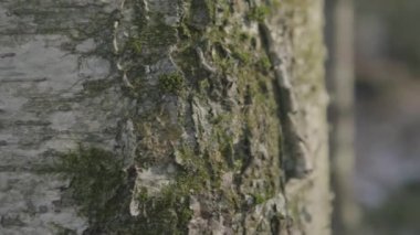 Küçük bitkileri olan huş ağacının bir parçası.