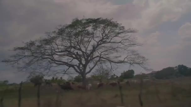 Vacas pastando en el campo bajo los árboles — Vídeo de stock