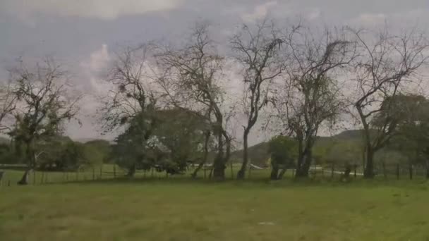 풀과 우뚝 솟은 나무들이 있는 텅 빈 공원 — 비디오