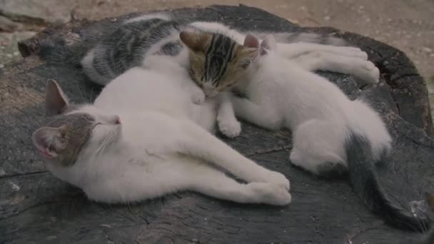 Kediler ahşap bir kütükte birbirlerini rahatlatıyorlar. — Stok video