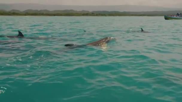 Delfingruppe schwimmt im Ozeanwasser — Stockvideo
