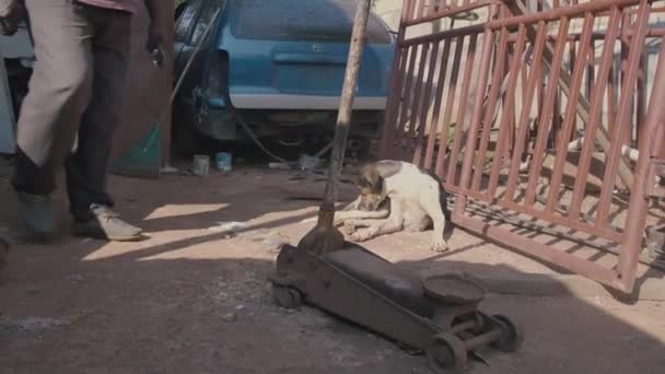 Cão sentado na rua fora garagem do carro — Vídeo de Stock