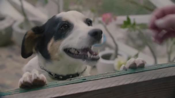 Donna mano giocando con cane appoggiato alla finestra — Video Stock