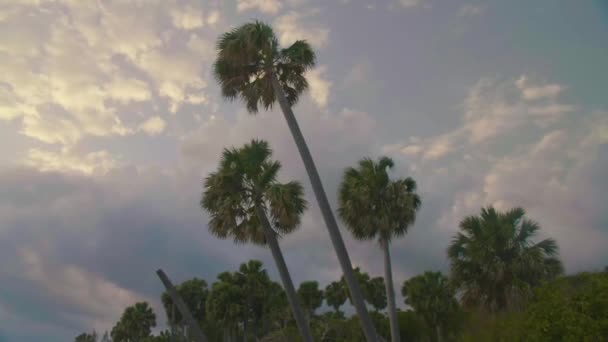 Langdurige kokosbomen tegen de hemel — Stockvideo