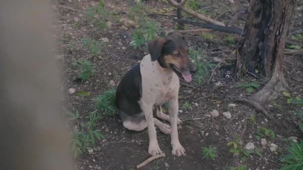 A mezőgazdasági kannabiszmezőn ülő kutya — Stock videók