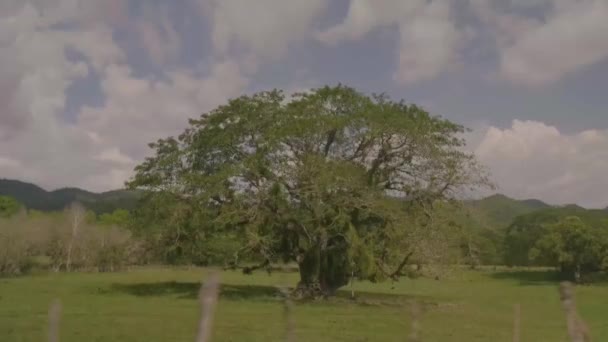 Parque con solo de pie árbol denso — Vídeo de stock
