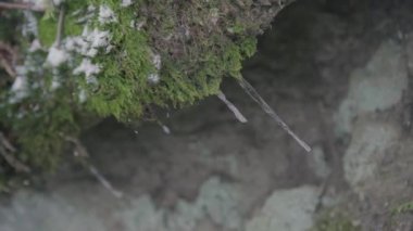 Huş ağacının kenarındaki buz zirveleri