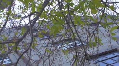 Ağaçtan görülebilen pencereli bina