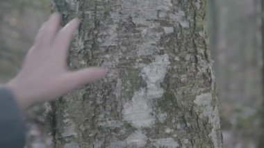İnsan elleri yürürken huş ağacına dokunuyor.
