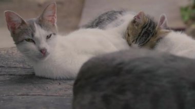 Kediler kütüklerin üzerinde uyur ve etrafa bakarlar.