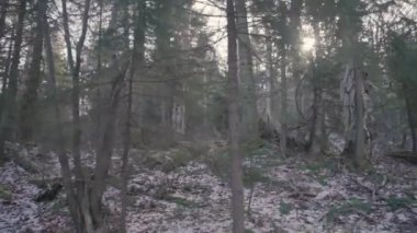 Ağaçlar ve bitkiler karla kaplı ormanlarda