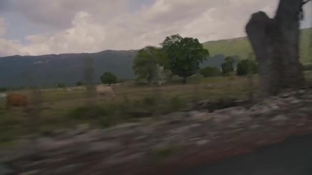 Αυτοκίνητο που κινείται κοντά σε αγρούς με ζώα βόσκησης — Αρχείο Βίντεο