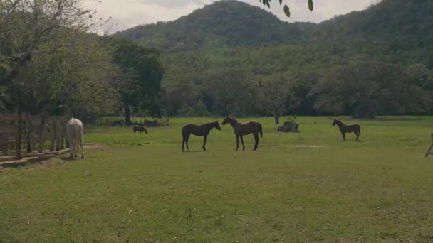 Коні грають і випасують на фермі — стокове відео