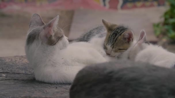 Кошеня смокче молоко від маминого кота — стокове відео