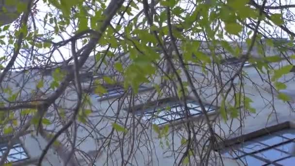 木から窓が見える建物 — ストック動画