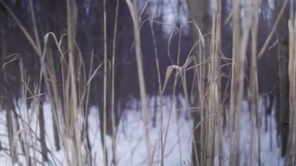 公園を覆う雪の層で干草 — ストック動画