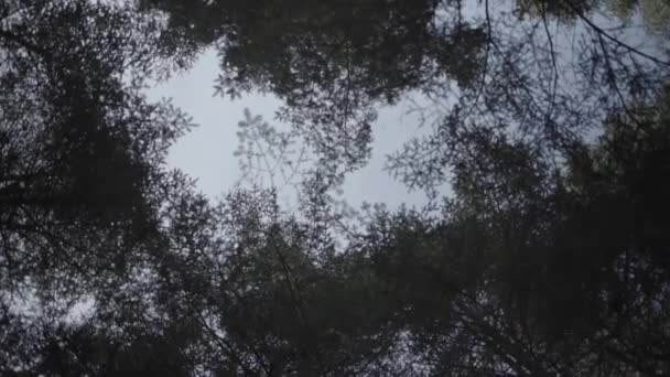 草丈の高い新緑の木 — ストック動画
