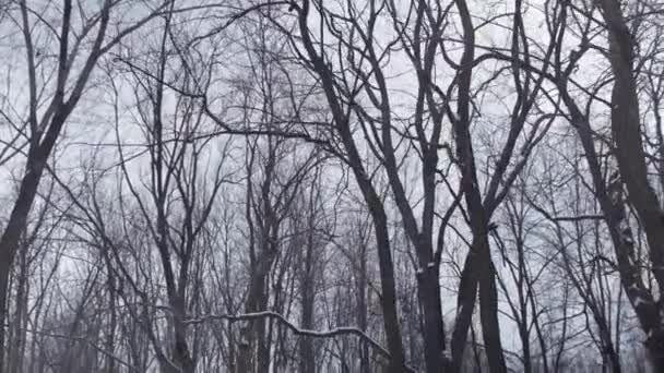 Karda dalları kırılmış kurumuş ağaçlar. — Stok video