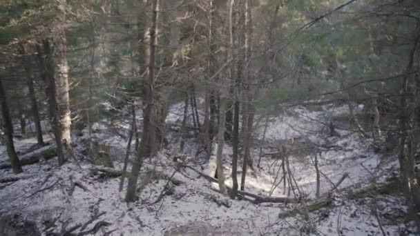 雪に覆われた森に降る陽射し — ストック動画