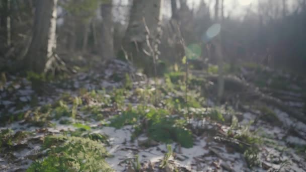 Świeże drzewa i rośliny w lesie ze śniegiem — Wideo stockowe