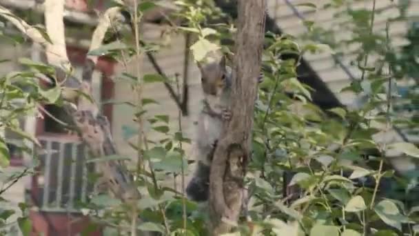 Eastern gray squirrel on the tree branch — Stock Video