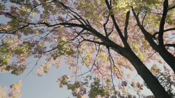 Lav vinkel visning af et ahorn træ på gaden – Stock-video