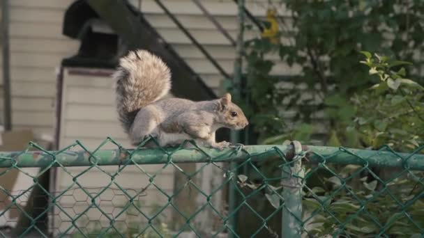 Una ardilla en la cerca del patio trasero. — Vídeo de stock