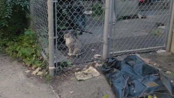 En vildkatt som sitter på gatan. — Stockvideo