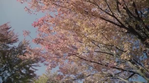 Klon drzewa widok w sezonie jesiennym. — Wideo stockowe
