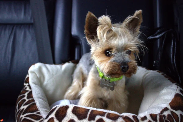 Yorkshire Terrier Monte Dans Voiture — Photo