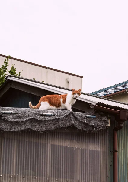 Gatto Sul Tetto Una Vecchia Casa Animali Citta Viaggiare Giappone — Foto Stock