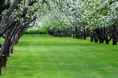 Elma Bahçe Moskova'da. Ağaç beyaz çiçek çiçeklenme.