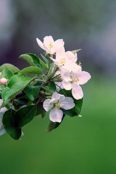 モスクワでリンゴ園 木に白い花が咲く — ストック写真
