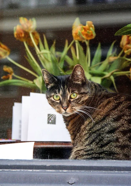 Cat and flowers on the window. Plants and animals. Cute animals in the city.