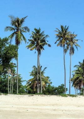 Bali beach avucunda. Endonezya doğası. Dünya çapında seyahat. Mavi gökyüzü arka plan avucunda.