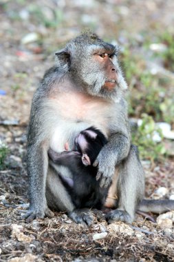 Taş duvara oturan maymun. Bali, vahşi hayvanlar.
