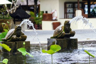 Lilyum ve palmiye ağaçları etrafında Havuzu. Endonezya'nın deniz manzarası. Kaplumbağa gibi seyir Çeşme.