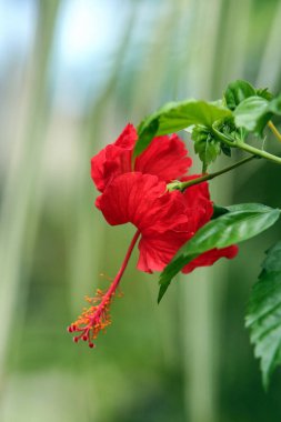Çeşitli bitki organizmalar Bali Adası. Doğa Endonezya.