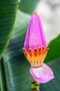 Çeşitli bitki organizmalar Bali Adası. Endonezya doğası. Lotus çiçeği otelin bahçe havuzu.