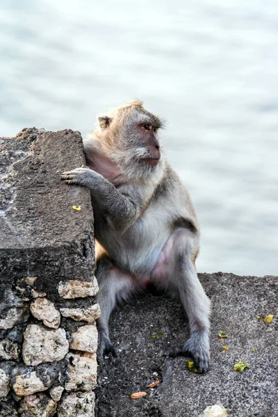 Taş duvara oturan maymun. Bali, vahşi hayvanlar.