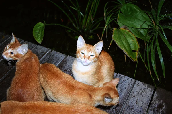 Three cats in the yard of hotel. Animals of Indonesia.