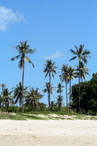 Palmas Praia Bali Natureza Indonésia Viajar Pelo Mundo Palmas Fundo — Fotografia de Stock