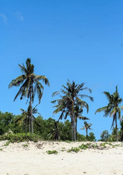 Palmas Praia Bali Natureza Indonésia Viajar Pelo Mundo Palmas Fundo — Fotografia de Stock